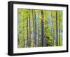 USA, Washington State, Colville County. Forest along highway 20 in Sherman Pass.-Julie Eggers-Framed Photographic Print