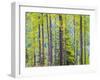 USA, Washington State, Colville County. Forest along highway 20 in Sherman Pass.-Julie Eggers-Framed Photographic Print