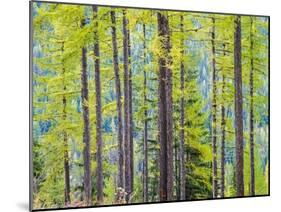 USA, Washington State, Colville County. Forest along highway 20 in Sherman Pass.-Julie Eggers-Mounted Photographic Print