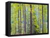 USA, Washington State, Colville County. Forest along highway 20 in Sherman Pass.-Julie Eggers-Framed Stretched Canvas