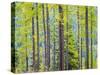 USA, Washington State, Colville County. Forest along highway 20 in Sherman Pass.-Julie Eggers-Stretched Canvas