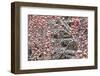 USA, Washington State, Colville National Forest, Western Mountain Ash-Charles Gurche-Framed Photographic Print