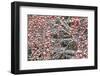 USA, Washington State, Colville National Forest, Western Mountain Ash-Charles Gurche-Framed Photographic Print