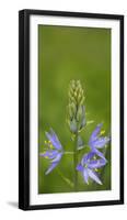 USA. Washington State. Common Camas wildflower blooming.-Gary Luhm-Framed Photographic Print