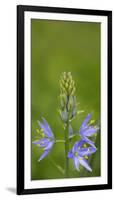 USA. Washington State. Common Camas wildflower blooming.-Gary Luhm-Framed Photographic Print