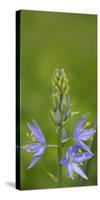 USA. Washington State. Common Camas wildflower blooming.-Gary Luhm-Stretched Canvas