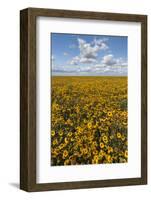 USA, Washington State, Connell. Scenic of Coneflower Field-Don Paulson-Framed Photographic Print