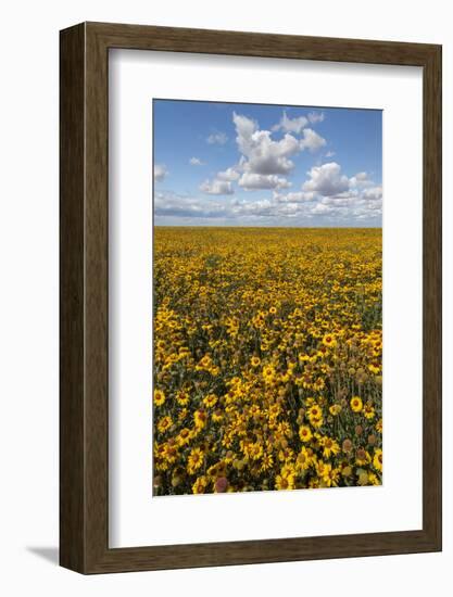 USA, Washington State, Connell. Scenic of Coneflower Field-Don Paulson-Framed Photographic Print