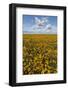 USA, Washington State, Connell. Scenic of Coneflower Field-Don Paulson-Framed Photographic Print