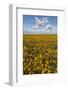 USA, Washington State, Connell. Scenic of Coneflower Field-Don Paulson-Framed Photographic Print