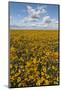 USA, Washington State, Connell. Scenic of Coneflower Field-Don Paulson-Mounted Photographic Print