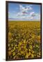 USA, Washington State, Connell. Scenic of Coneflower Field-Don Paulson-Framed Photographic Print