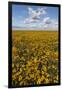 USA, Washington State, Connell. Scenic of Coneflower Field-Don Paulson-Framed Photographic Print