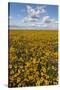 USA, Washington State, Connell. Scenic of Coneflower Field-Don Paulson-Stretched Canvas