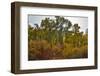 USA, Washington State. Cottonwoods and wild dogwoods trees in Autumn Color.-Darrell Gulin-Framed Photographic Print