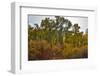 USA, Washington State. Cottonwoods and wild dogwoods trees in Autumn Color.-Darrell Gulin-Framed Photographic Print