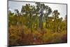 USA, Washington State. Cottonwoods and wild dogwoods trees in Autumn Color.-Darrell Gulin-Mounted Photographic Print