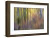 USA, Washington State. Cottonwoods in fall color near Winthrop-Darrell Gulin-Framed Photographic Print