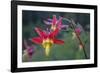 USA. Washington State. Crimson Columbine blooming in Mt. Rainier National Park.-Gary Luhm-Framed Photographic Print