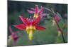 USA. Washington State. Crimson Columbine blooming in Mt. Rainier National Park.-Gary Luhm-Mounted Photographic Print