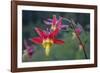 USA. Washington State. Crimson Columbine blooming in Mt. Rainier National Park.-Gary Luhm-Framed Photographic Print