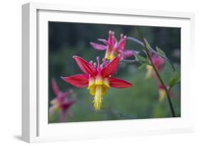 USA. Washington State. Crimson Columbine blooming in Mt. Rainier National Park.-Gary Luhm-Framed Photographic Print