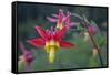 USA. Washington State. Crimson Columbine blooming in Mt. Rainier National Park.-Gary Luhm-Framed Stretched Canvas