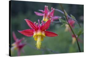 USA. Washington State. Crimson Columbine blooming in Mt. Rainier National Park.-Gary Luhm-Stretched Canvas