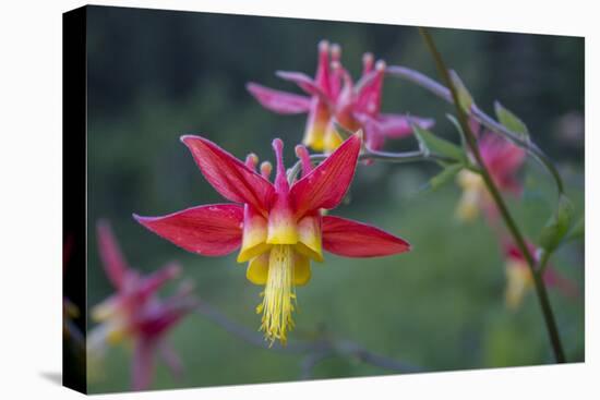 USA. Washington State. Crimson Columbine blooming in Mt. Rainier National Park.-Gary Luhm-Stretched Canvas