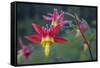 USA. Washington State. Crimson Columbine blooming in Mt. Rainier National Park.-Gary Luhm-Framed Stretched Canvas