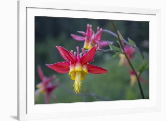 USA. Washington State. Crimson Columbine blooming in Mt. Rainier National Park.-Gary Luhm-Framed Photographic Print