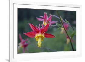 USA. Washington State. Crimson Columbine blooming in Mt. Rainier National Park.-Gary Luhm-Framed Photographic Print