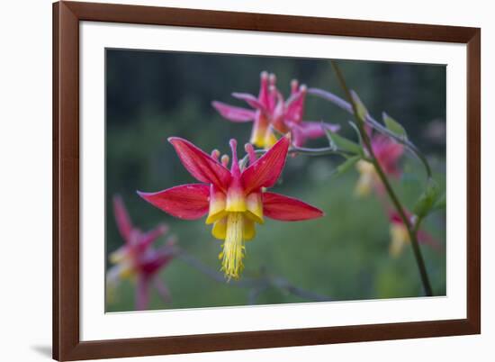 USA. Washington State. Crimson Columbine blooming in Mt. Rainier National Park.-Gary Luhm-Framed Photographic Print