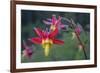 USA. Washington State. Crimson Columbine blooming in Mt. Rainier National Park.-Gary Luhm-Framed Photographic Print