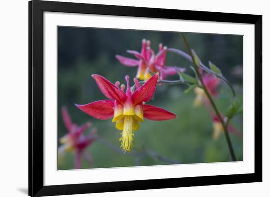 USA. Washington State. Crimson Columbine blooming in Mt. Rainier National Park.-Gary Luhm-Framed Photographic Print