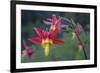 USA. Washington State. Crimson Columbine blooming in Mt. Rainier National Park.-Gary Luhm-Framed Photographic Print