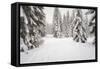 USA, Washington State, Crystal Mountain area. Winter snow.-Savanah Stewart-Framed Stretched Canvas