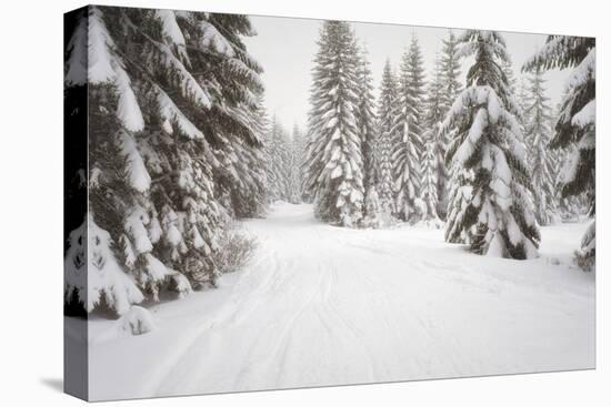 USA, Washington State, Crystal Mountain area. Winter snow.-Savanah Stewart-Stretched Canvas