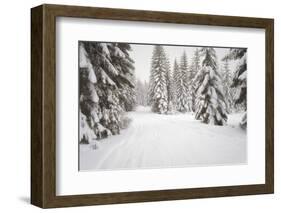 USA, Washington State, Crystal Mountain area. Winter snow.-Savanah Stewart-Framed Photographic Print