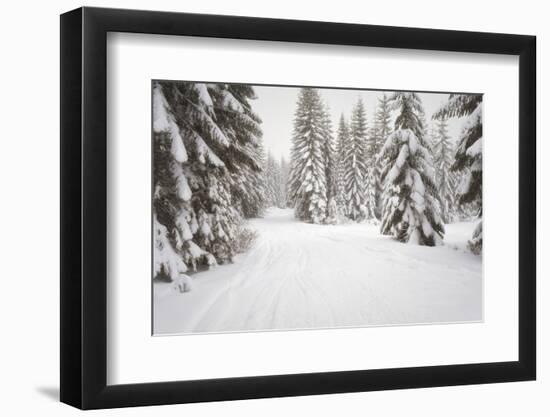 USA, Washington State, Crystal Mountain area. Winter snow.-Savanah Stewart-Framed Photographic Print