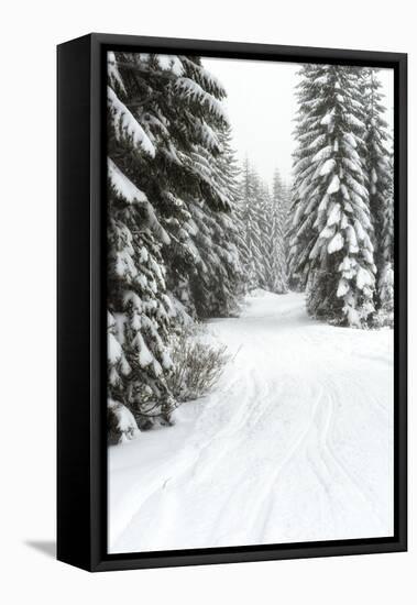 USA, Washington State, Crystal Mountain area. Winter snow.-Savanah Stewart-Framed Stretched Canvas