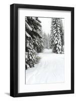 USA, Washington State, Crystal Mountain area. Winter snow.-Savanah Stewart-Framed Photographic Print