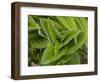 Usa, Washington State, Crystal Mountain. Skunk cabbage with dew drops.-Merrill Images-Framed Photographic Print