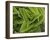 Usa, Washington State, Crystal Mountain. Skunk cabbage with dew drops.-Merrill Images-Framed Photographic Print