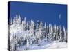 Usa, Washington State, Crystal Mountain. Snow covered trees and moon in blue sky.-Merrill Images-Stretched Canvas