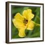 USA, Washington State. Daylily, Stella d'Oro-Jamie & Judy Wild-Framed Photographic Print