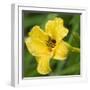 USA, Washington State. Daylily, Stella d'Oro-Jamie & Judy Wild-Framed Photographic Print