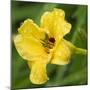 USA, Washington State. Daylily, Stella d'Oro-Jamie & Judy Wild-Mounted Photographic Print