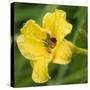 USA, Washington State. Daylily, Stella d'Oro-Jamie & Judy Wild-Stretched Canvas