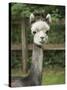 USA, Washington State, Duvall, baby alpaca at farm.-Merrill Images-Stretched Canvas